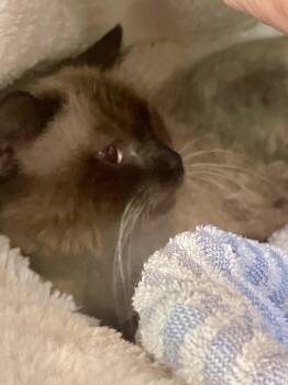 Mika (courtesy listing Paul Valle) -  Siamese Cat for Adoption in Myrtle Beach, South Carolina - Mika (courtesy Listing Paul Valle) | PetCurious