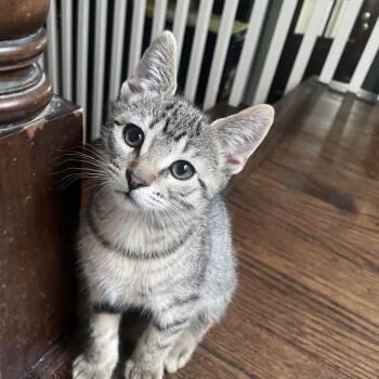 Anu (can be adopted with Toot) -  Domestic Short Hair Cat Available for Adoption in Chicago, Illinois - Anu (can Be Adopted With Toot) | PetCurious