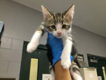 A1935330 -  Domestic Short Hair Cat for Adoption in Thousand Palms, California - A1935330 | PetCurious