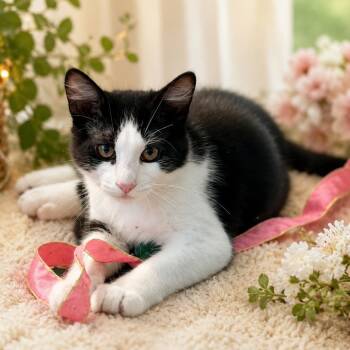 Domino -  Domestic Long Hair Cat for Adoption in Gilroy, California - Domino | PetCurious