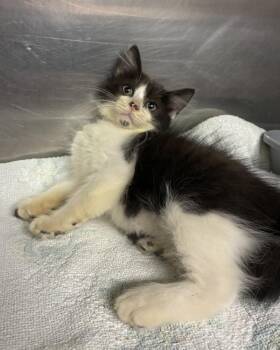 Panda Baby -  Domestic Short Hair Cat for Adoption in Richmond, Virginia - Panda Baby | PetCurious