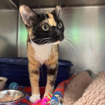 Miss K -  Domestic Short Hair Cat for Adoption in Pekin, Illinois - Miss K | PetCurious