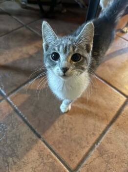Rescue Domestic Short Hair Cats for Adoption in Ashville, Ohio - Giblet (Kitty) | PetCurious