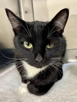 Willow -  Domestic Short Hair Cat for Adoption in Wichita, Kansas - Willow | PetCurious