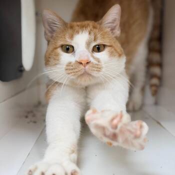 Domestic Short Hair Cats Available for Adoption - Schnitzel | PetCurious