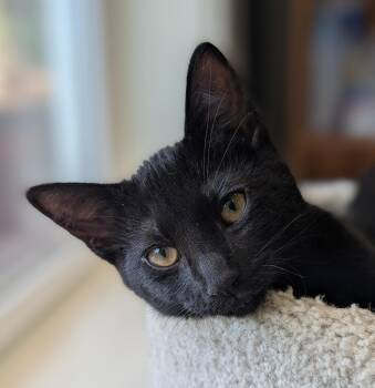 Moxie -  Domestic Short Hair Cat for Adoption in Portland, Oregon - Moxie | PetCurious