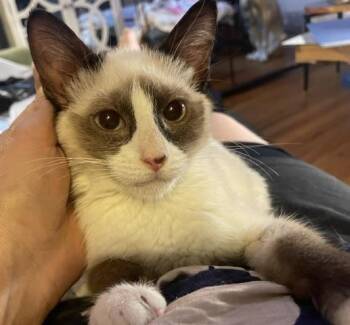 DOLLY blue-eyed baby -  Siamese Cat for Adoption in New York, New York - DOLLY Blue-eyed Baby | PetCurious