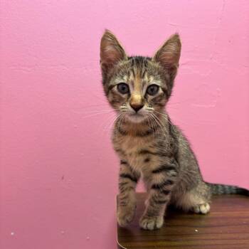Mary -  Domestic Short Hair Cat for Adoption in Webster, Texas - Mary | PetCurious