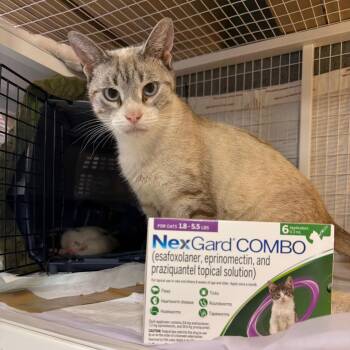 Sienna 2 -  Domestic Short Hair and Siamese Cat for Adoption - Sienna 2 | PetCurious