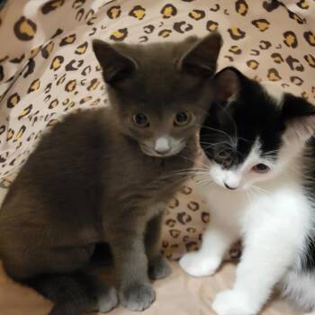 Temwa -  Domestic Short Hair Cat for Adoption in Shawnee, Kansas - Temwa | PetCurious