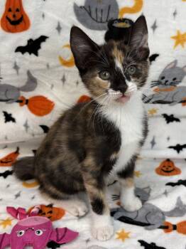 261489  Maple -  Domestic Short Hair Cat for Adoption in Wetumpka, Alabama - 261489  Maple | PetCurious