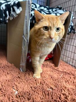 Domestic Short Hair Cats Available for Adoption in Lovingston, Virginia - Milo | PetCurious