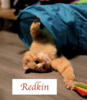 Domestic Medium Hair Cats Available for Adoption in Murfreesboro, Tennessee - Redkin | PetCurious