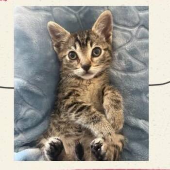 Ultra Rosa Monster -  Domestic Short Hair Cat for Adoption in Westminster, California - Ultra Rosa Monster | PetCurious