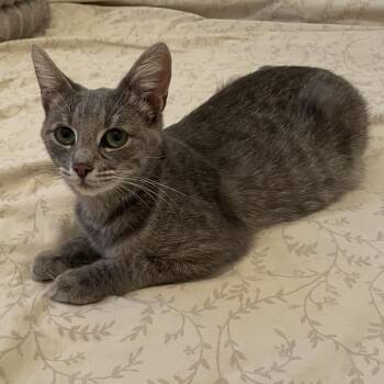 Charli -  Domestic Short Hair Cat for Adoption in Springboro, Ohio - Charli | PetCurious