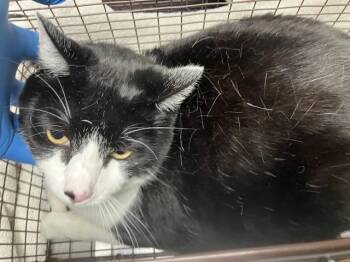 Domestic Short Hair Cats Available for Adoption - ANDI | PetCurious