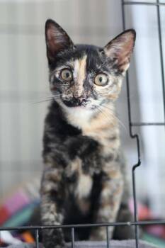 Bambi -  Domestic Short Hair and Tortoiseshell Cat for Adoption in Sunnyvale, California - Bambi | PetCurious