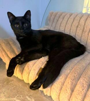 Domestic Short Hair Cats Available for Adoption in Anchorage, Alaska - Arwen | PetCurious