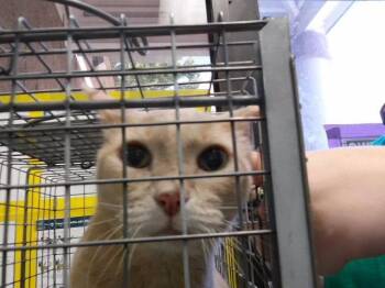 HELLION -  Domestic Short Hair Cat for Adoption in Tulsa, Oklahoma - HELLION | PetCurious