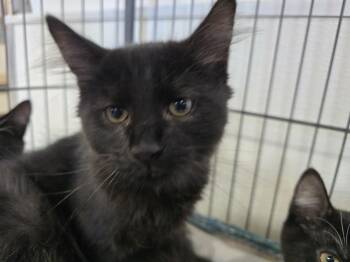 ROLO -  Domestic Short Hair Cat for Adoption in Southbury, Connecticut - ROLO | PetCurious