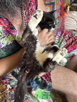 Louie Xerri -  Domestic Short Hair Cat for Adoption in Ferndale, Michigan - Louie Xerri | PetCurious
