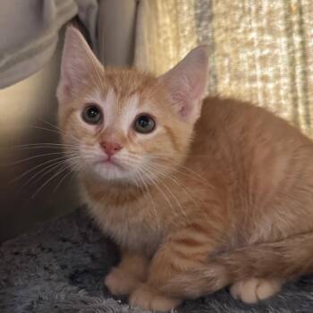 Muno -  Domestic Short Hair Cat for Adoption in York, Pennsylvania - Muno | PetCurious