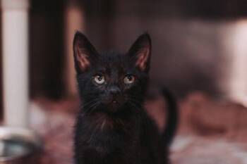 92849a Chandler -  Domestic Short Hair Cat for Adoption in North Charleston, South Carolina - 92849a Chandler | PetCurious