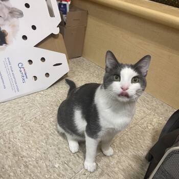 Bagel -  Domestic Short Hair Cat for Adoption in Hammond, Indiana - Bagel | PetCurious