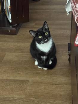 Rescue Domestic Short Hair Cats for Adoption in Boca Raton, Florida - Alice & Jasper - LOCAL BONDED SIBLINGS | PetCurious