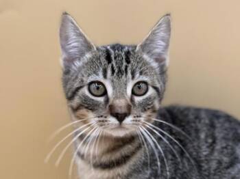 Ghostbusters -  Domestic Short Hair Cat for Adoption in Portland, Oregon - Ghostbusters | PetCurious