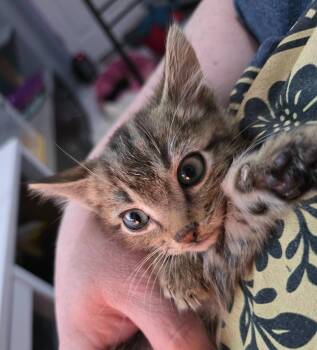 Bleu -  Domestic Short Hair Cat for Adoption in Buford, Georgia - Bleu | PetCurious