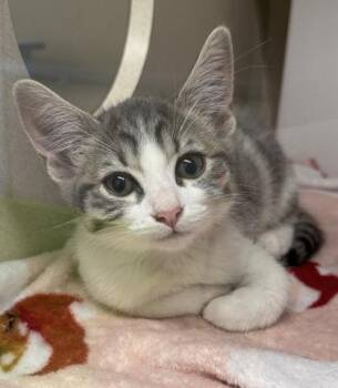 Bobby Brady -  Domestic Short Hair Cat for Adoption in Bellevue, Washington - Bobby Brady | PetCurious