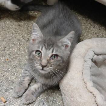 Juan -  American Shorthair Cat for Adoption in Blue Ridge, Georgia - Juan | PetCurious