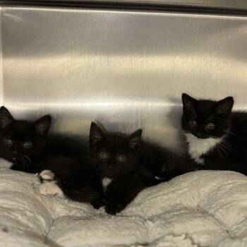 Rescue Domestic Long Hair Cats for Adoption in Rocky Mount, Virginia - Sideways | PetCurious