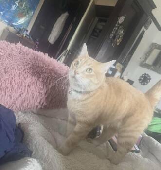 Tabby and Domestic Short Hair Cats Available for Adoption in Gladstone, Oregon - Oliver | PetCurious