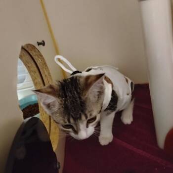 Kanga -  Domestic Short Hair Cat for Adoption - Kanga | PetCurious