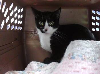 Domestic Short Hair Cats Available for Adoption in Omaha, Nebraska - 7 BREW | PetCurious