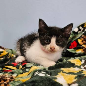Rescue Domestic Medium Hair Cats for Adoption in Wahiawa, Hawaii - Korn | PetCurious