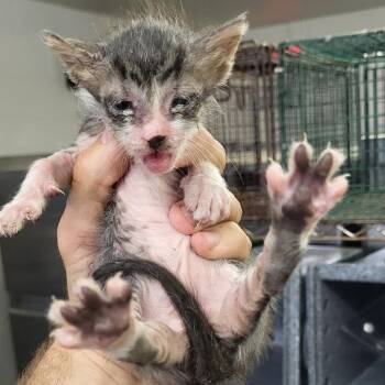SCFL-Stray-66338 -  Domestic Short Hair Cat for Adoption in Lake Panasoffkee, Florida - SCFL-Stray-66338 | PetCurious