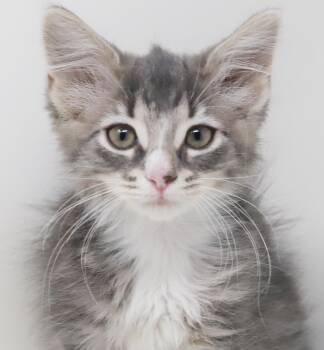 Chrispita is a teeny tiny superstar - loves her sister Tigrita -  Maine Coon and Tabby Cat for Adoption in Bedford Hills, New York - Chrispita Is A Teeny Tiny Superstar - Loves Her Sister Tigrita | PetCurious