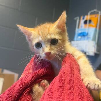 Henry -  Domestic Short Hair Cat for Adoption in Tuscaloosa, Alabama - Henry | PetCurious