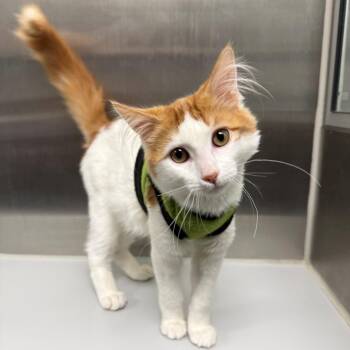 Barry -  Domestic Medium Hair Cat for Adoption in Long Beach, California - Barry | PetCurious