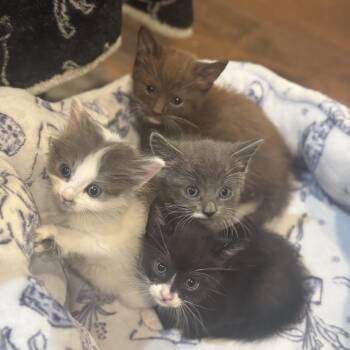 Oompa -  Domestic Short Hair Cat for Adoption in Calimesa, California - Oompa | PetCurious