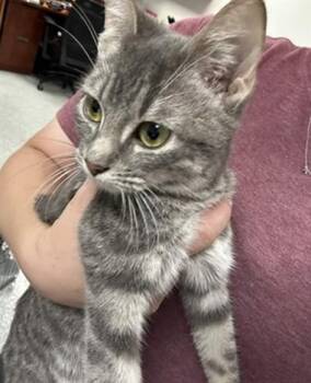 Domestic Short Hair Cats Available for Adoption in Pasadena, Texas - BABY | PetCurious