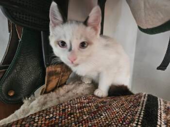 Cassie -  Siamese Cat for Adoption in Youngsville, North Carolina - Cassie | PetCurious