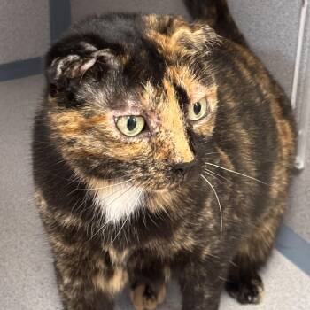 Jazz -  Domestic Short Hair Cat for Adoption in Batavia, New York - Jazz | PetCurious