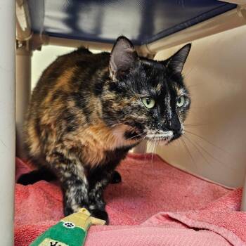 Olivia -  Domestic Short Hair Cat Available for Adoption in Harrisonburg, Virginia - Olivia | PetCurious
