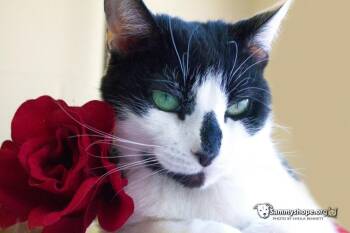 Rescue Domestic Short Hair Cats for Adoption in Sayreville, New Jersey - Patches | PetCurious