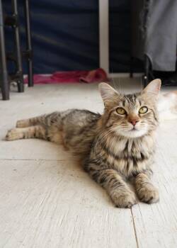 Domestic Medium Hair Cats Available for Adoption - Prestigious  | PetCurious