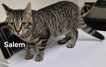 Domestic Short Hair Cats Available for Adoption in Kendallville, Indiana - Salem | PetCurious